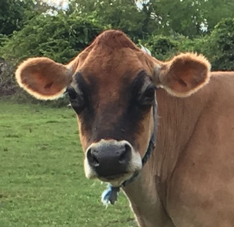 Meeting the Cows Face to Face Meeting the Cows Face to Face