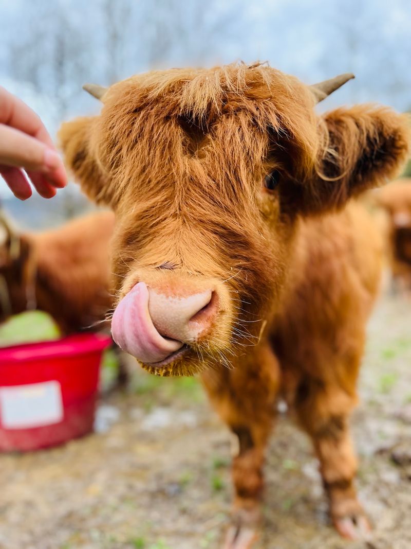 Meeting the Fluffy Highland Cows Meeting the Fluffy Highland Cows