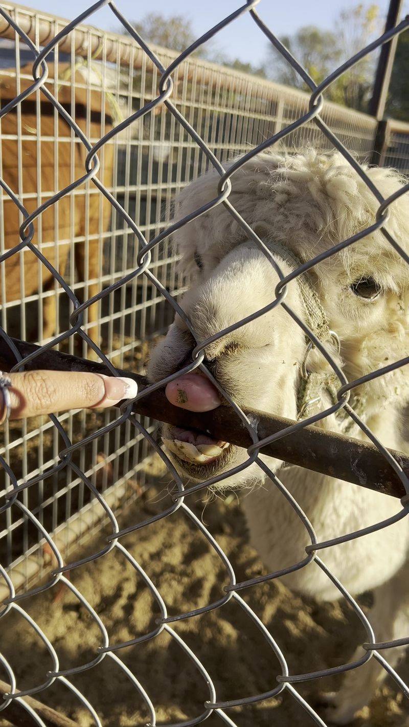 Meeting the Goats, Alpacas, and Friends