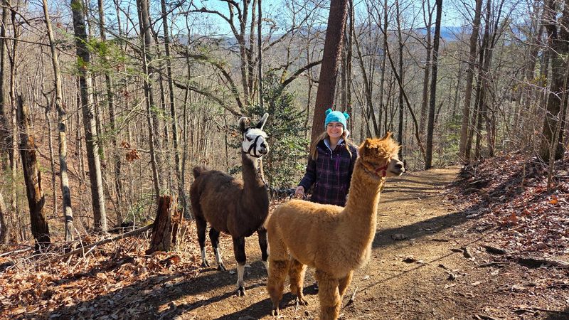 Meeting the Herd and Choosing Your Walking Partner