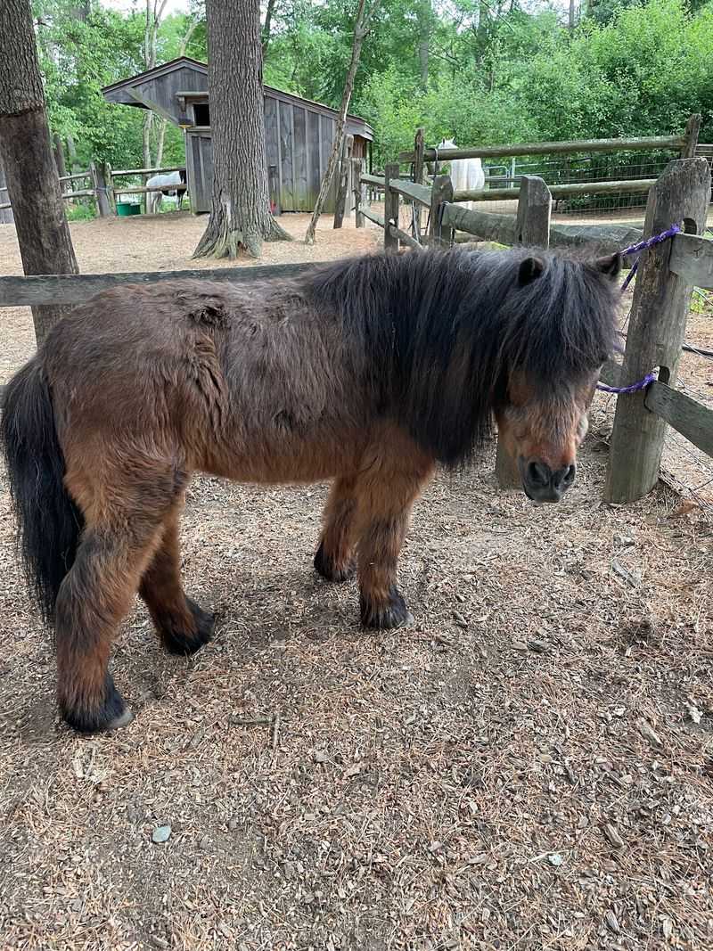 Meeting the Horses and Miniature Horses Meeting the Horses and Miniature Horses