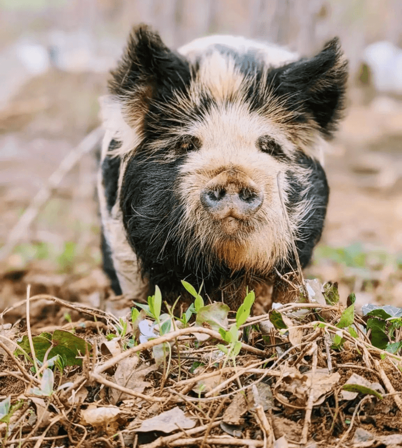 Meeting the Pigs Who Rule the Place