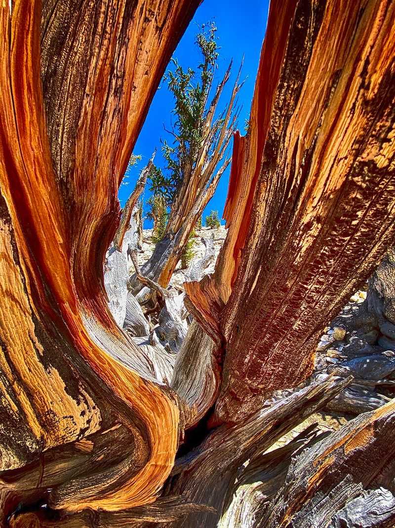 Methuselah Bristlecone Pine: More Than 4,850 Years Old Methuselah Bristlecone Pine: More Than 4,850 Years Old
