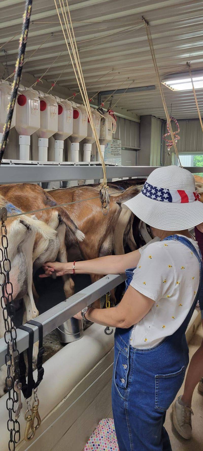 Milking Lessons And The Full Farm Tour Milking Lessons And The Full Farm Tour