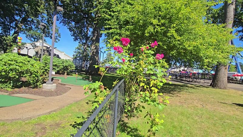 Mini Golf Under the Trees Mini Golf Under the Trees