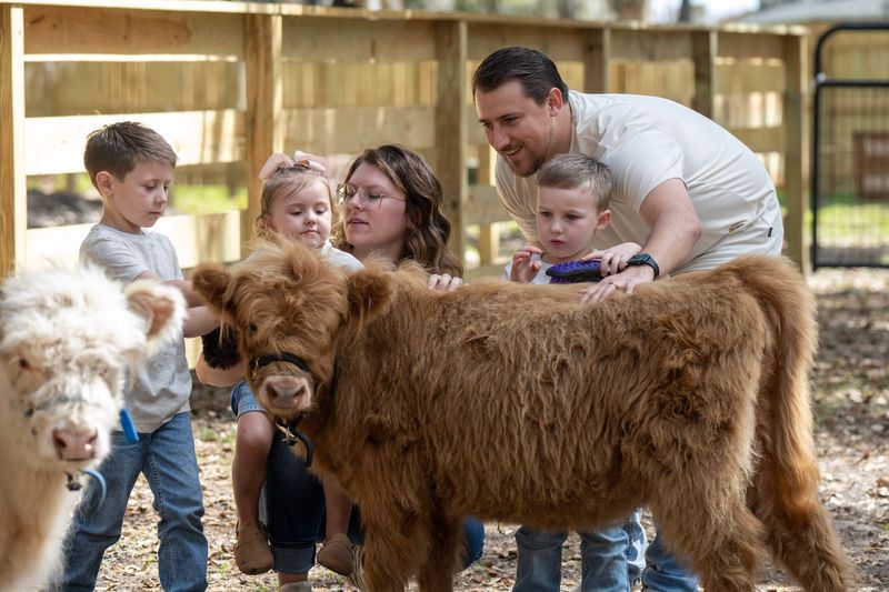Mini Moo Land at Boggy Creek Airboat Adventures, Kissimmee