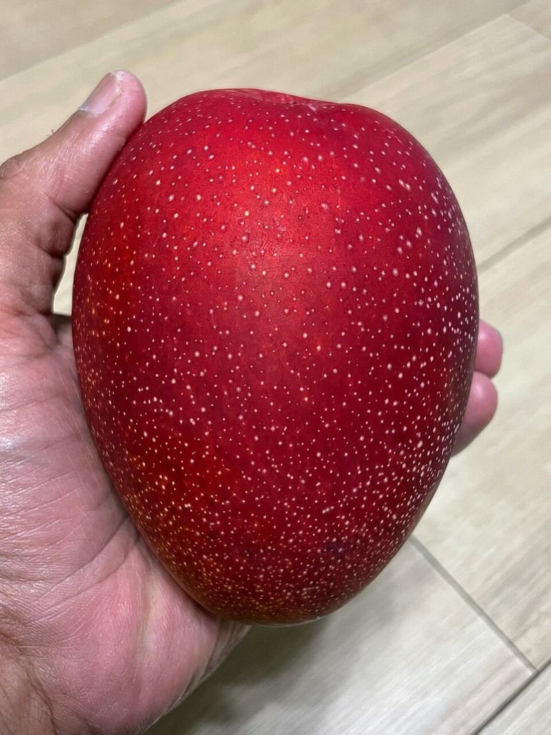 Miyazaki Mangoes Miyazaki Mangoes