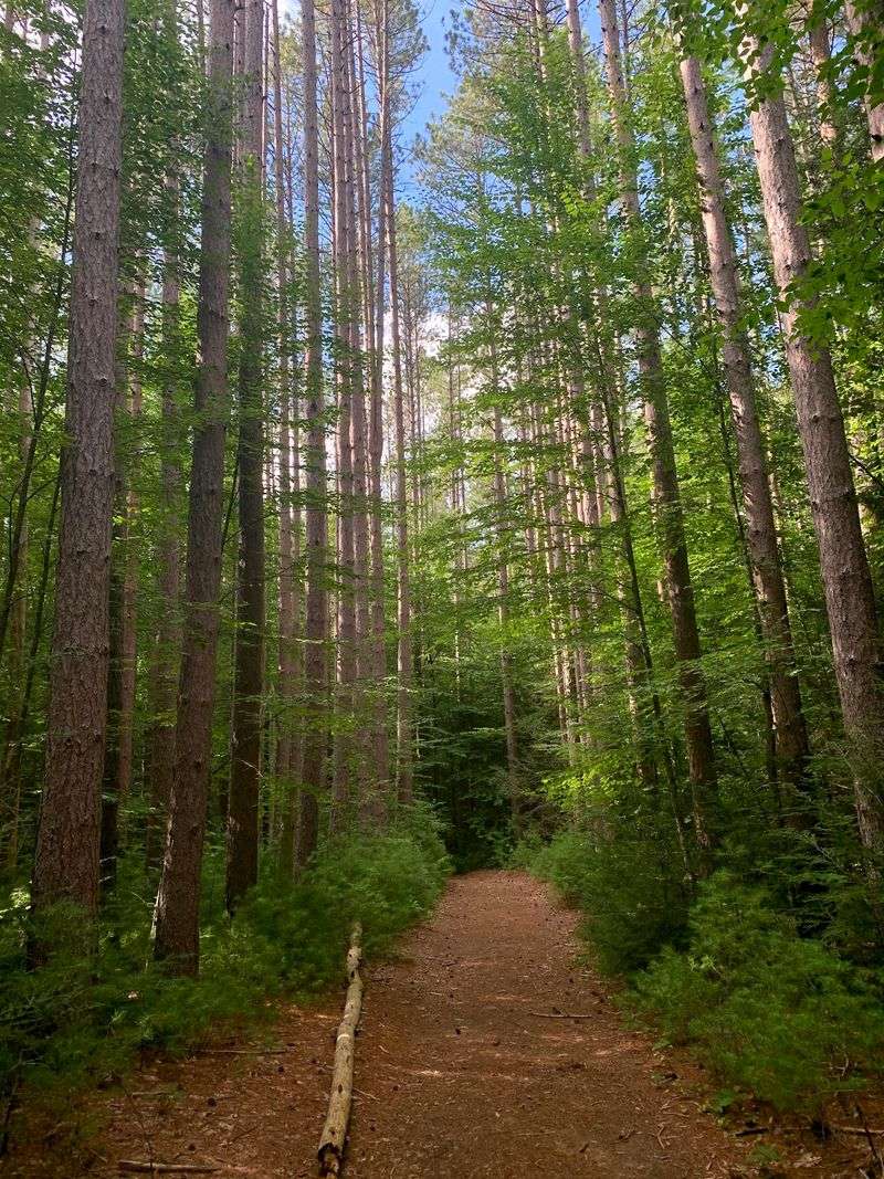 Mohawk Trail State Forest, Charlemont Mohawk Trail State Forest, Charlemont