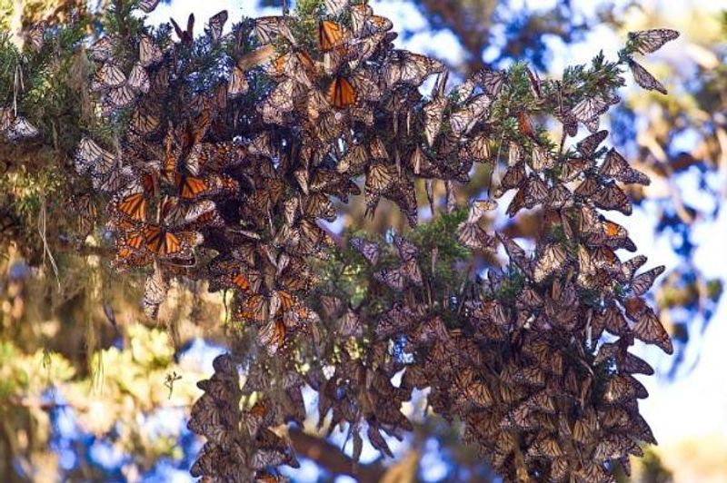 Monarch Butterfly Sanctuary, Pacific Grove, California Monarch Butterfly Sanctuary, Pacific Grove, California