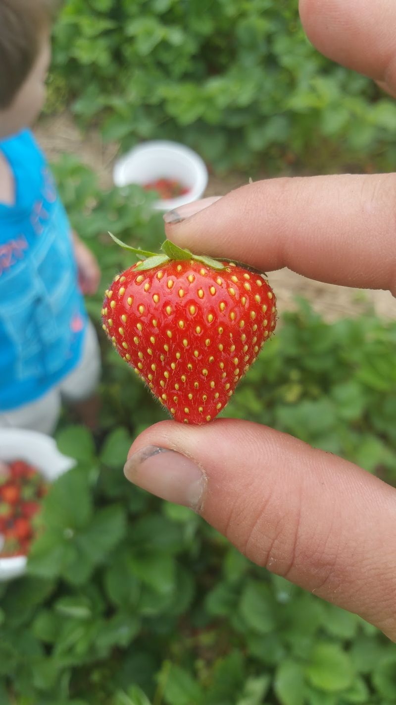 Monnin Fruit Farm - Germantown