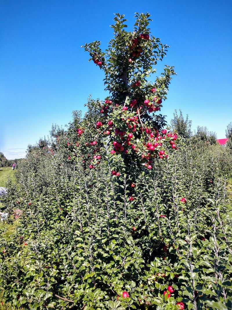 Monroe's Orchard, Hiram