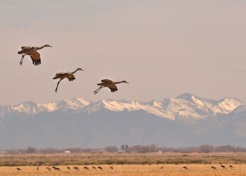 Monte Vista National Wildlife Refuge, Monte Vista, Colorado Monte Vista National Wildlife Refuge, Monte Vista, Colorado
