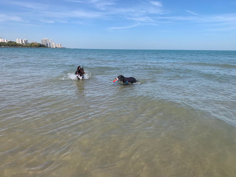 Montrose Dog Beach, Chicago Montrose Dog Beach, Chicago