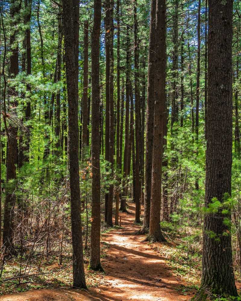 Moose Hill Wildlife Sanctuary, Sharon