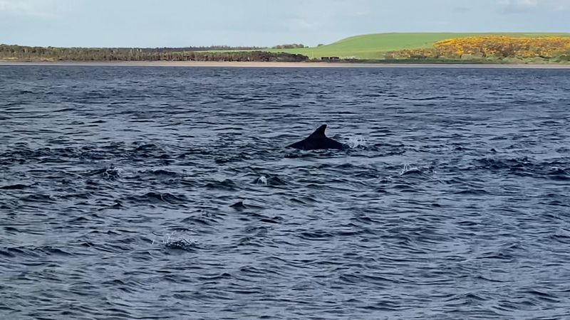 Moray Firth, Scotland Moray Firth, Scotland