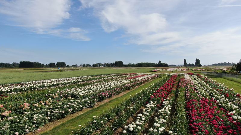 More Than 500 Varieties in Every Color Imaginable More Than 500 Varieties in Every Color Imaginable