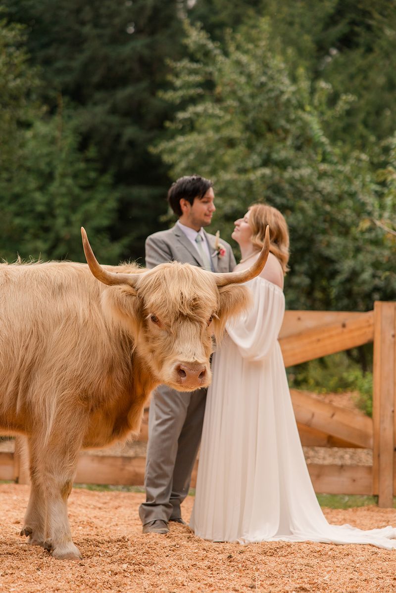 More Than Cows: A Whole Cast of Animals