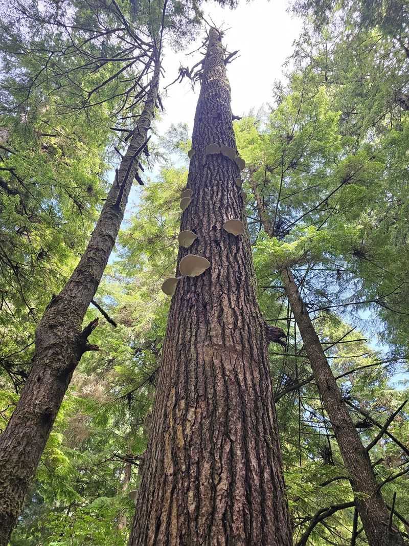 More Than Just Trees: The Ecosystem Experience