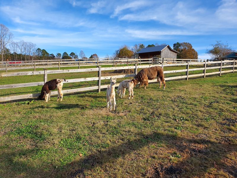 More Than Llamas In the Barnyard More Than Llamas In the Barnyard