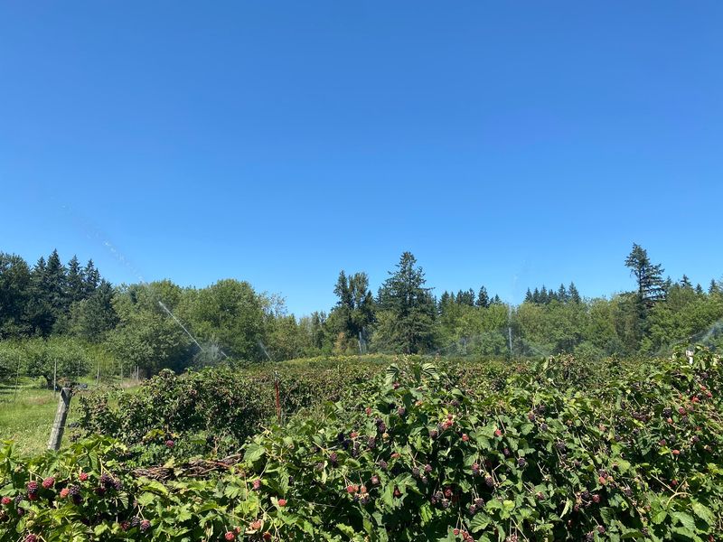 Morning Shade Farm, Canby Morning Shade Farm, Canby