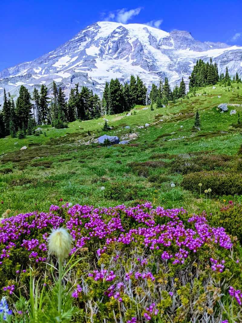 Mount Rainier's Paradise and Sunrise Roads, Washington