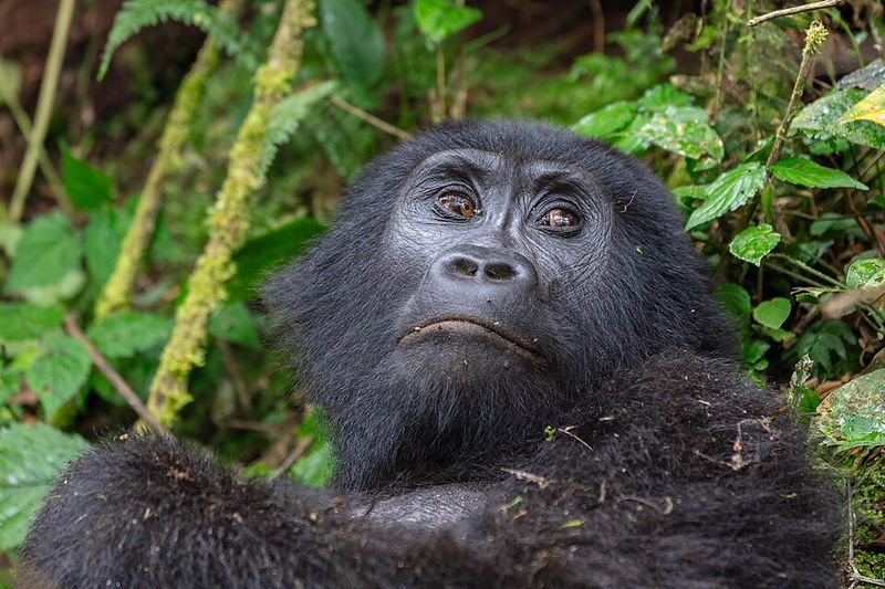 Mountain Gorilla Mountain Gorilla