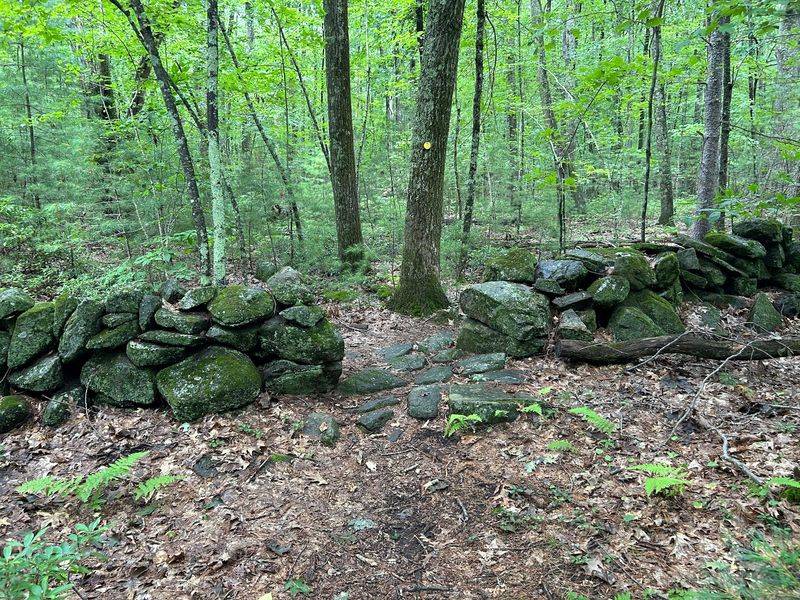 Mountain Laurel, Ferns, and Old Stone Walls Mountain Laurel, Ferns, and Old Stone Walls
