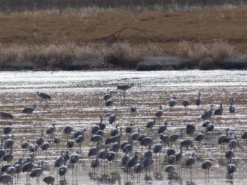 Muleshoe National Wildlife Refuge, Muleshoe, Texas Muleshoe National Wildlife Refuge, Muleshoe, Texas