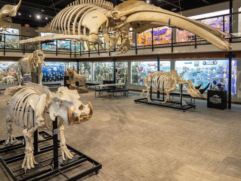 Museum of Osteology (Oklahoma City) Museum of Osteology (Oklahoma City)