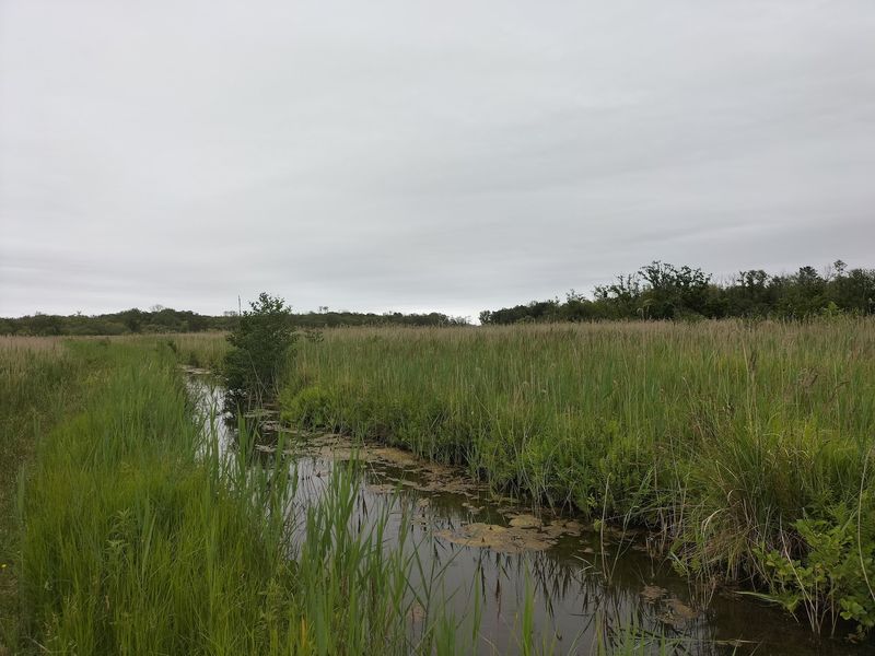 NWT Upton Fen, Upton, Norfolk, England NWT Upton Fen, Upton, Norfolk, England