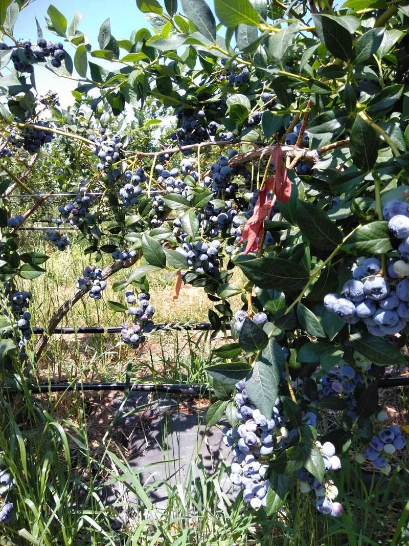 Nappe Farms U-Pick Blueberries, Boring Nappe Farms U-Pick Blueberries, Boring