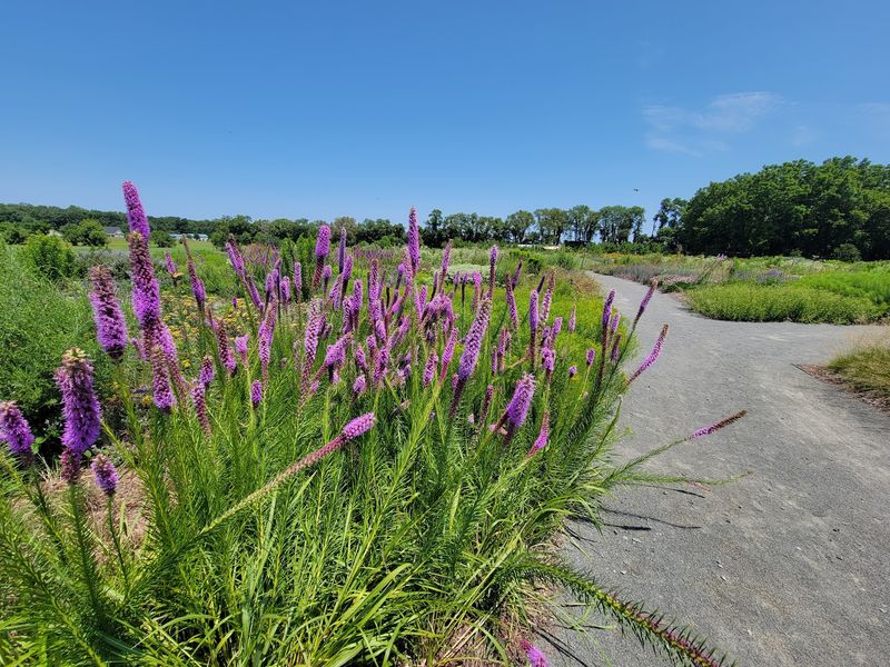 Native Plants as the Garden's True North Star
