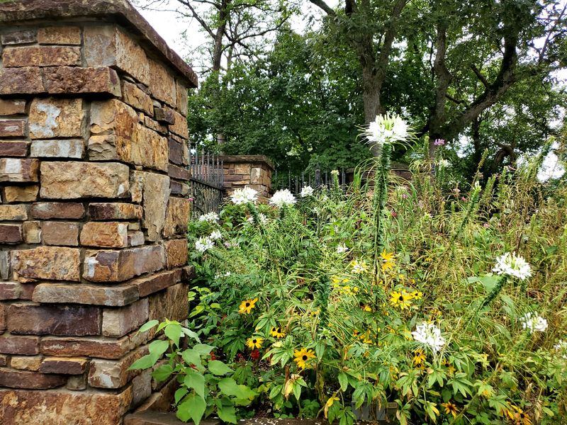 Native Plants in Full, Glorious Bloom Native Plants in Full, Glorious Bloom