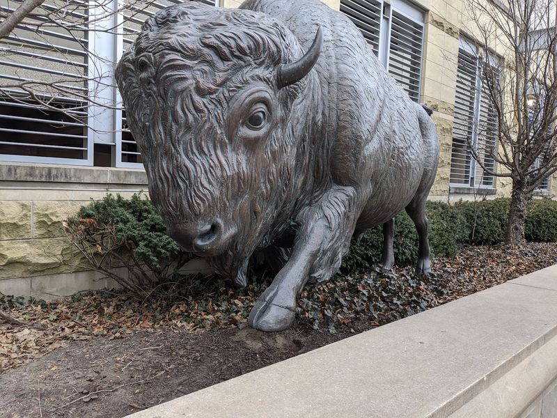 Nature Fights Back: The Stampeding Bison Scene