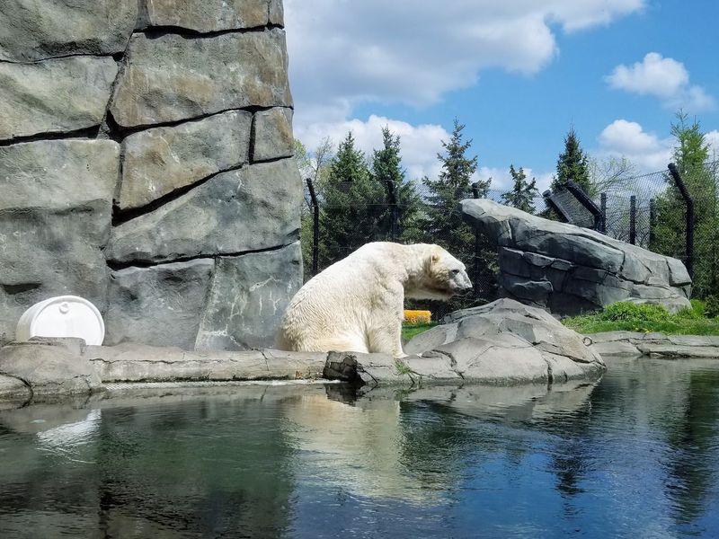 Neil the Polar Bear and Why Visitors Keep Returning for Him Neil the Polar Bear and Why Visitors Keep Returning for Him
