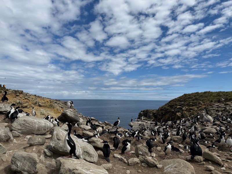 New Island, Falkland Islands New Island, Falkland Islands