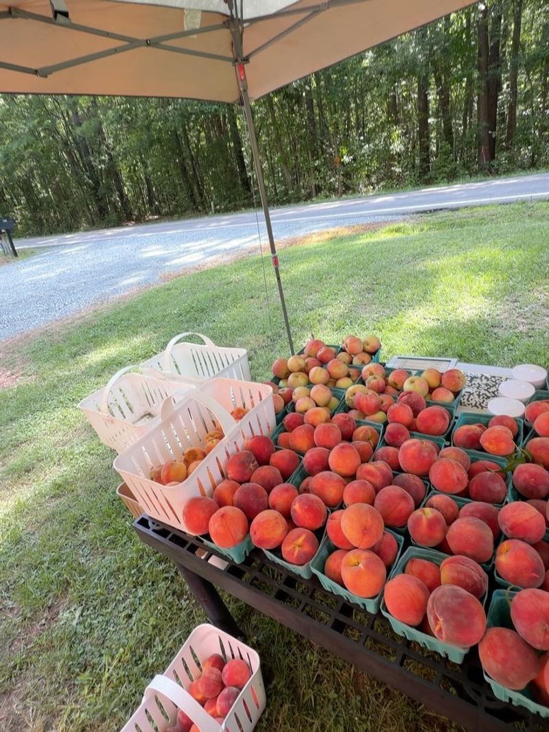 North Carolina’s peach season changes with the harvest North Carolina’s peach season changes with the harvest