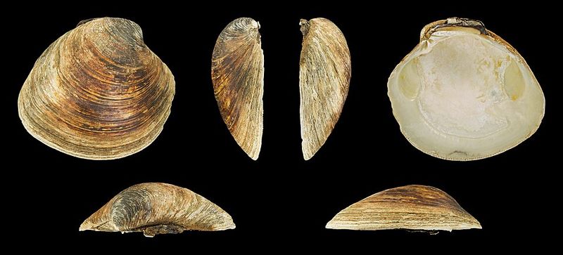 Ocean Quahog Clam Ming: 507 Years Old Ocean Quahog Clam Ming: 507 Years Old