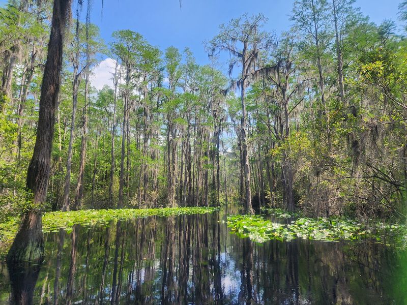 Okefenokee National Wildlife Refuge, Folkston, Georgia Okefenokee National Wildlife Refuge, Folkston, Georgia