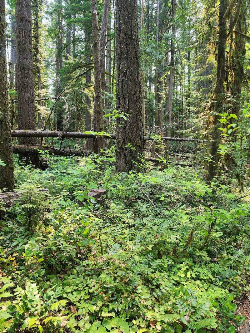 Old-Growth Forest and Ancient Lava Fields Old-Growth Forest and Ancient Lava Fields