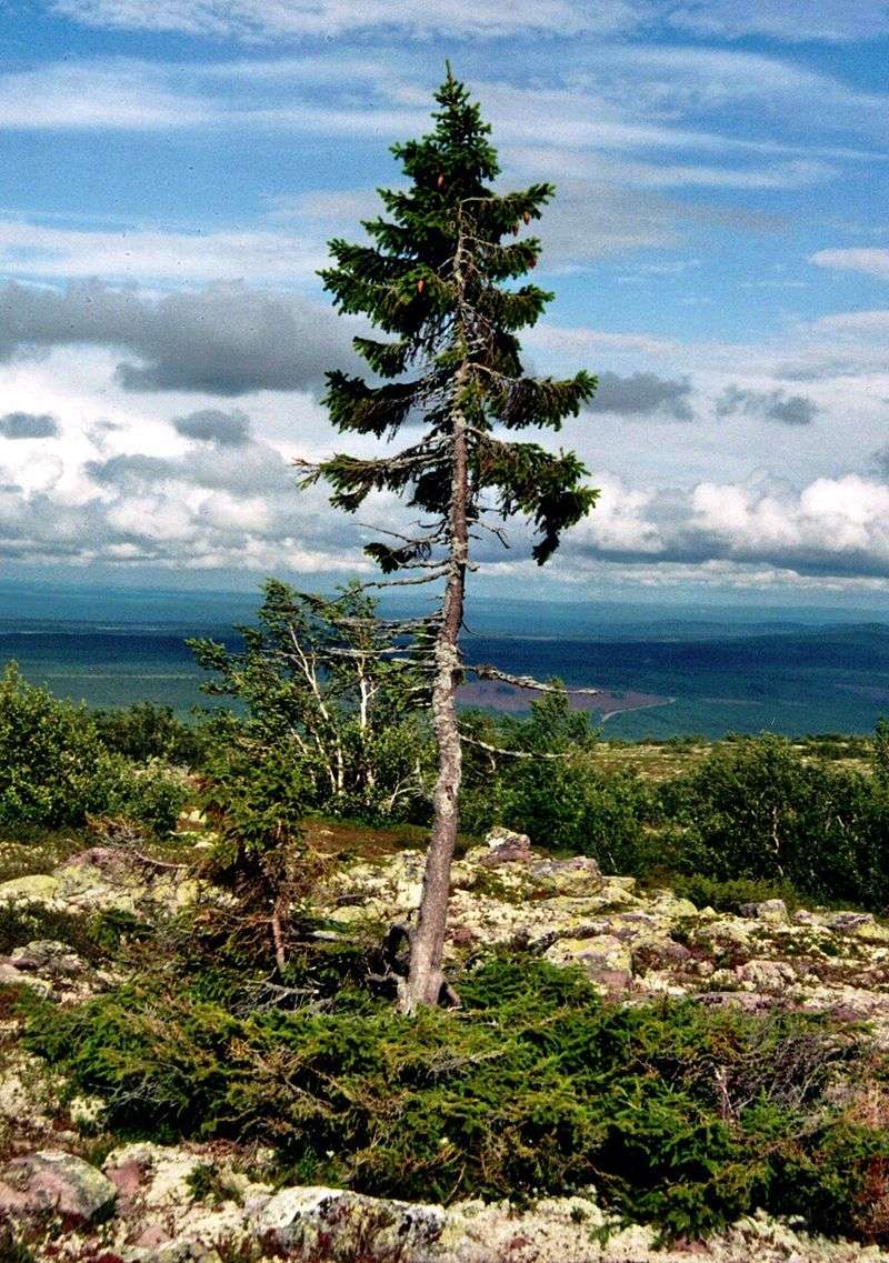Old Tjikko: About 9,550 Years Old Old Tjikko: About 9,550 Years Old