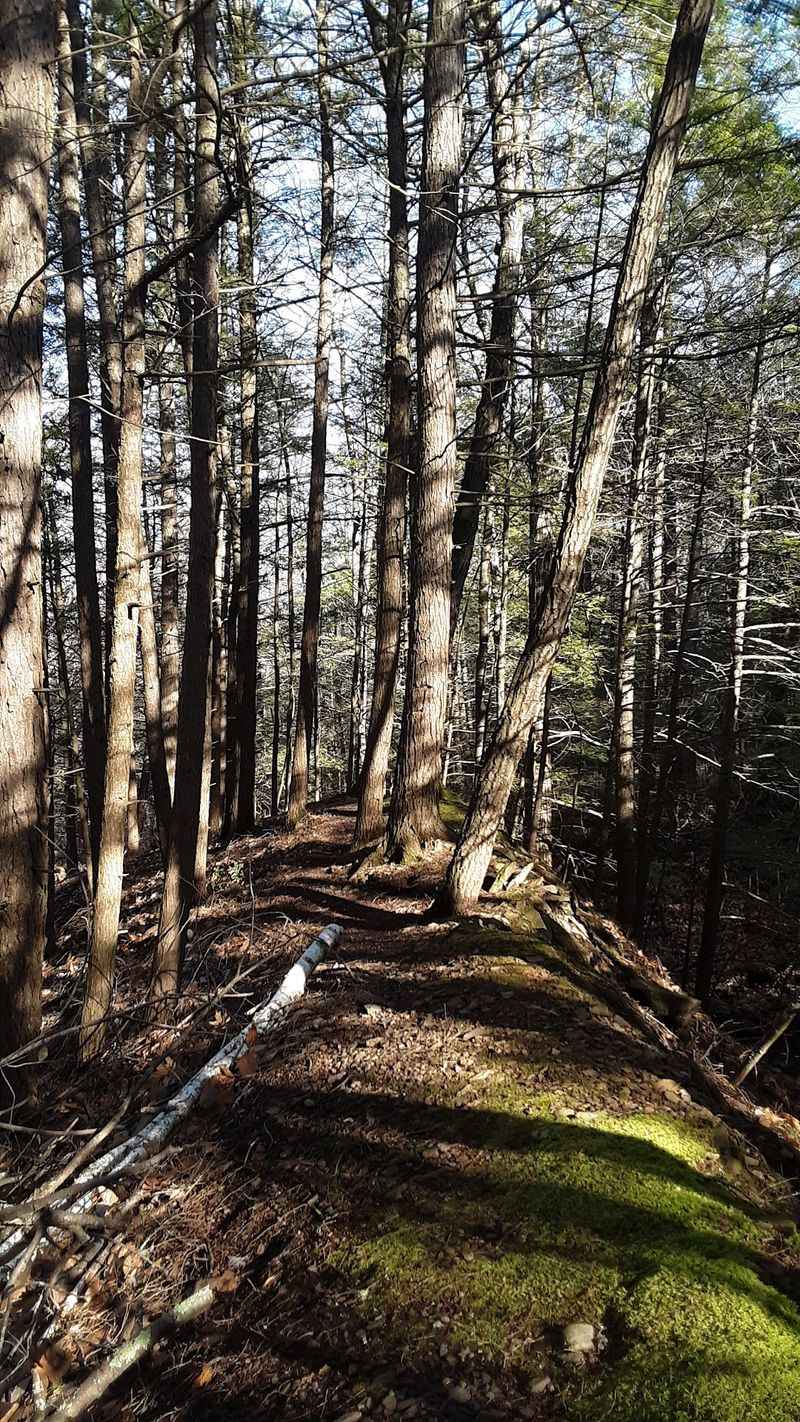 Oldest Fossil Forest Near Cairo, New York: About 386 Million Years Old Oldest Fossil Forest Near Cairo, New York: About 386 Million Years Old