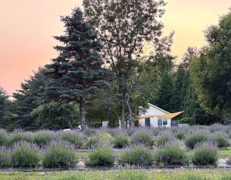 Onederings Lavender Farm, Clarksville