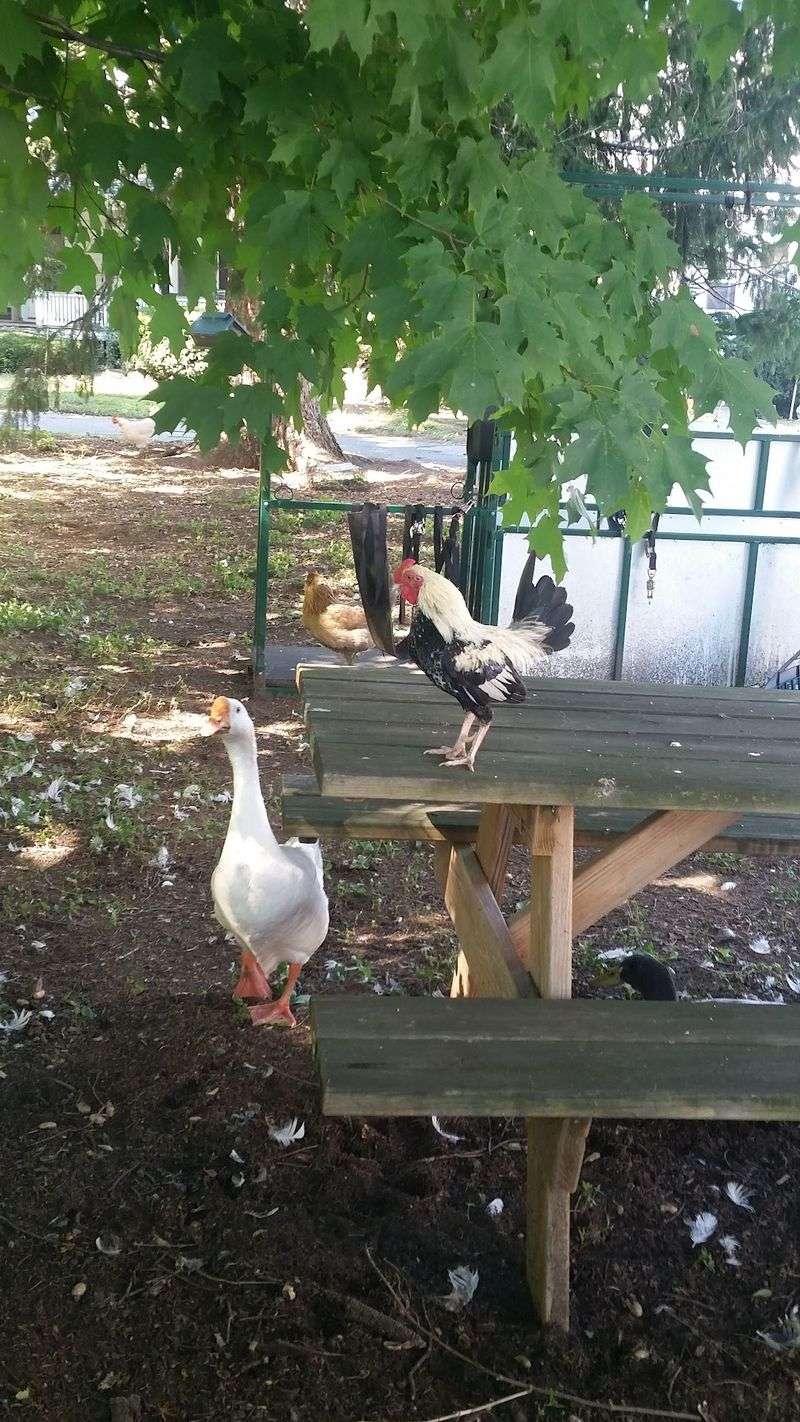 Oscar the Rooster and the Feathered Crew Oscar the Rooster and the Feathered Crew