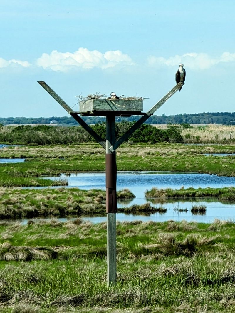Osprey, Eagles, Egrets, And Other Headliners Osprey, Eagles, Egrets, And Other Headliners