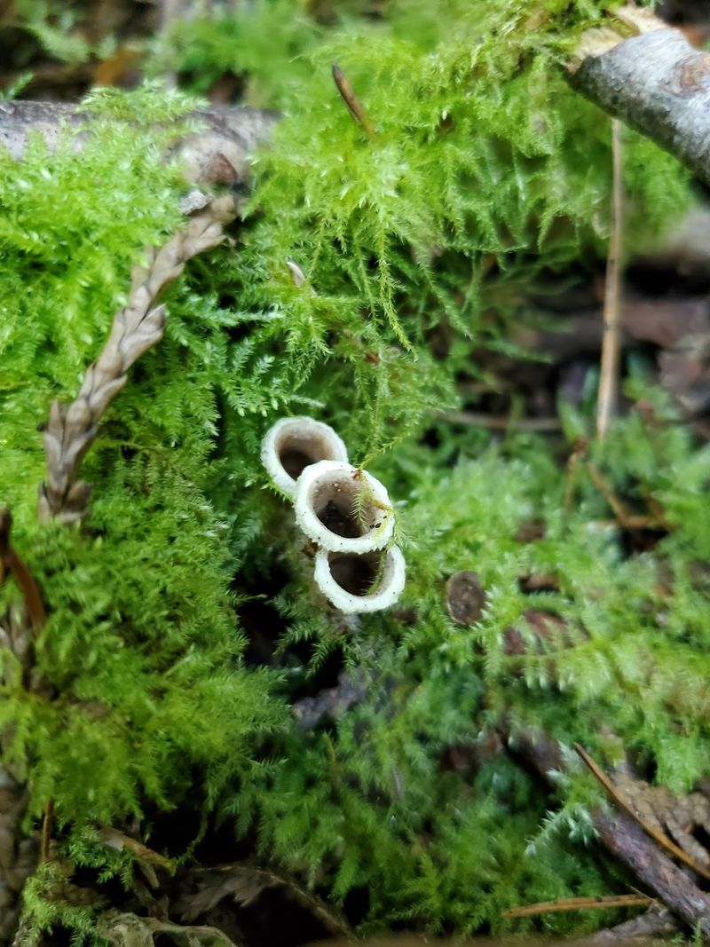Other Hidden Treasures in the Bog Other Hidden Treasures in the Bog