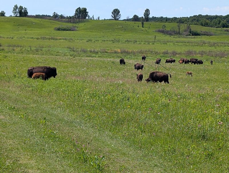 Over 4,000 Acres of Restored Prairie Landscape