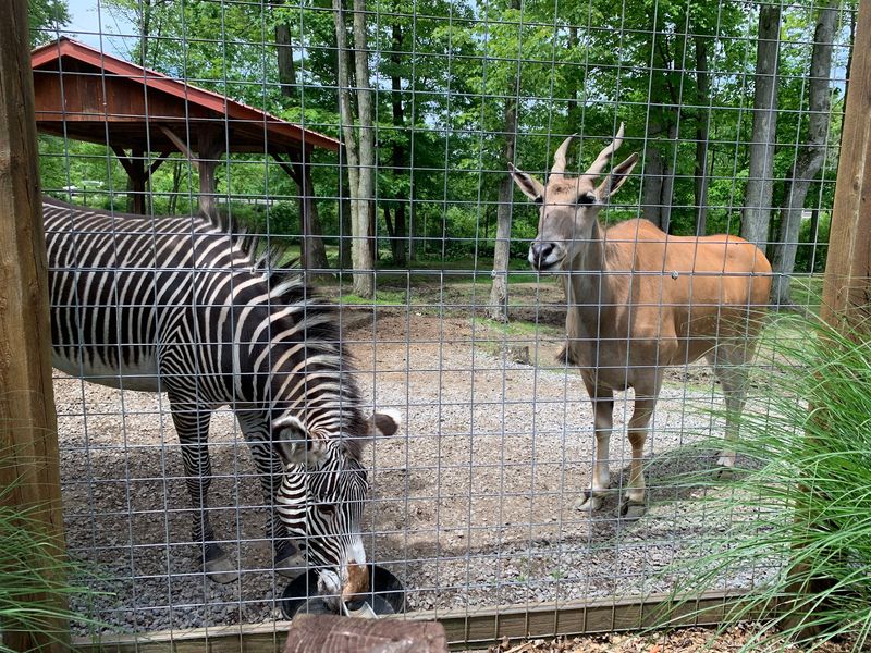 Over 500 Animals and the Jaw-Dropping Variety Behind Every Turn Over 500 Animals and the Jaw-Dropping Variety Behind Every Turn