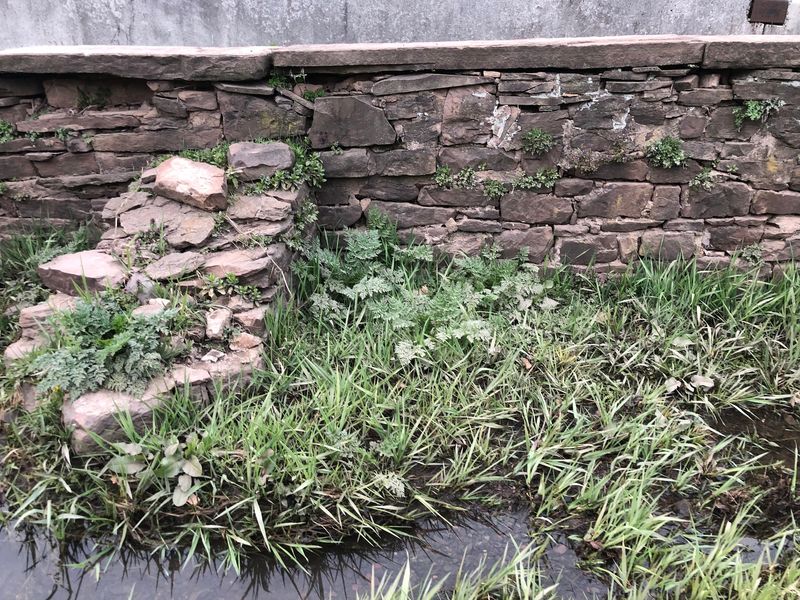 Overgrowth, Access, And Preservation Questions