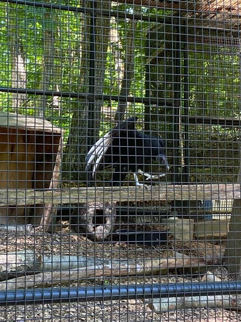 Owls, Hawks, and a Black Vulture on Display Owls, Hawks, and a Black Vulture on Display